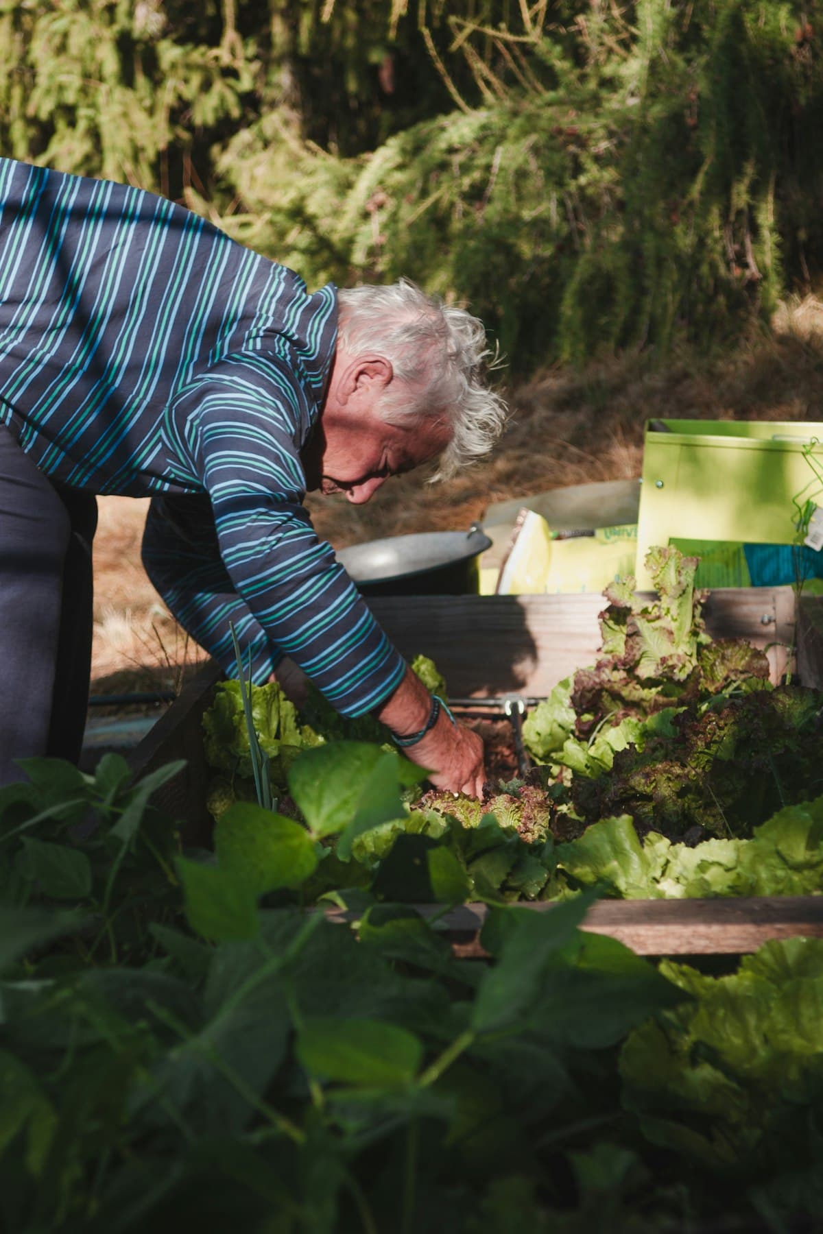 An older man happily tending his garden in the sunshine